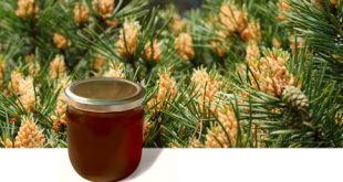 العسل و الصنوبر قيمة غذائية و علاجية لا مثيل لها