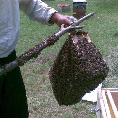 إيقاف طرود النحل و كيفية إدخالها إلى خلية النحل