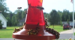 تغذية طوائف النحل تختلف أنواعها وتركيبتها وكميتها تبعا للغرض المقصود منها