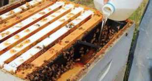 تغذية طوائف نحل العسل طرقها أغراضها أهميتها