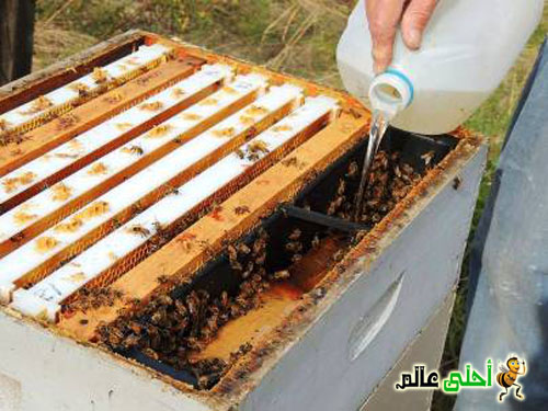 تغذية طوائف نحل العسل طرقها أغراضها أهميتها