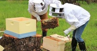 تقسيم طوائف النحل الإجراءات التحضيرية و الوقت المناسب لها أهدافها دوافعها