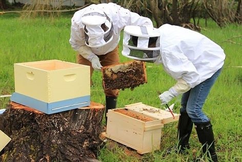 تقسيم طوائف النحل الإجراءات التحضيرية و الوقت المناسب لها أهدافها دوافعها