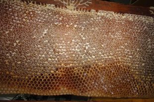   العسل,عسل,الدهون في العسل,عسل النحل,النحل,العسل للأطفال, مكونات العسل,الغرويات في العسل,الزيوت الطيارة في العسل,المواد المولونة في العسل,خلية النحل,الأحماض بالعسل,الفيتامينات بالعسل,