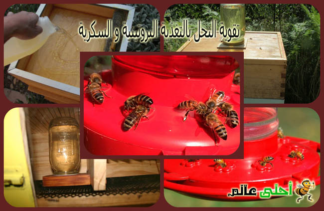 تقوية النحل, تربية النحل, النحل, نحل, تغذية النحل, طرق تقوية النحل, كيف أقوي الخلية, تقوية الخلية, تغذية خلية النحل, تغذية الخلية, تقوية النحل بالتغذية, التغذية البروتينية للنحل, التغذية السكرية ,موقع نحلة ,احلى عالم