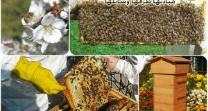 النحل في الربيع, تقوية النحل في الربيع ,مبادئ تقوية النحل, كيف أقوي الخلية, تقوية خلايا النحل, النحل, تربية النحل, طرق تربية النحل, طرق تقوية النحل, أحلى عالم, موقع نحلة, وسائل تربية النحل,
