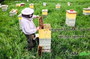 خلية نحل العسل لانجستروث , خلية النحل, النحل, العسل, موقع نحلة , نحلة احلى عالم , خلية لانغستروث ,خلية لانجستروث