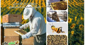 موازنة نحل العسل,أهم طرق موازنة النحل, ماهي موازنة النحل, كيف اوازن النحل, تقوية النحل, تقوية النحل, موازنة النحل, موقع نحلة , العسل, النحل, أحلى عالم,