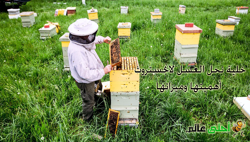 خلية نحل العسل لانجستروث , خلية النحل, النحل, العسل, موقع نحلة , نحلة احلى عالم , خلية لانغستروث ,خلية لانجستروث