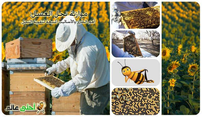 موازنة نحل العسل,أهم طرق موازنة النحل, ماهي موازنة النحل, كيف اوازن النحل, تقوية النحل, تقوية النحل, موازنة النحل, موقع نحلة , العسل, النحل, أحلى عالم,
