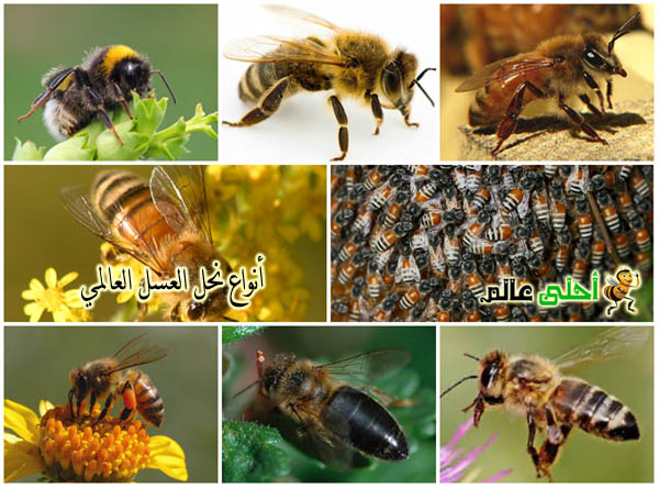 انواع النحل, انواع المناحل, نحل عسل, نحلة, انواع نحل العسل, نحل العسل العالمي, Apis mellifera , نحلة احلى عالم