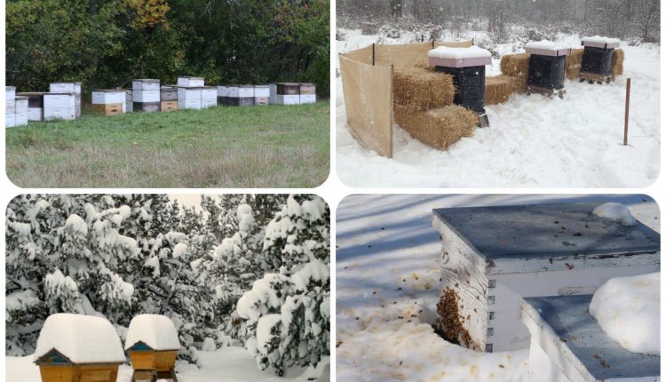 تشتية خلايا النحل,النحل,المناحل,تشتية النحل,النحل في الشتاء,ادارة المناحل,تربية النحل