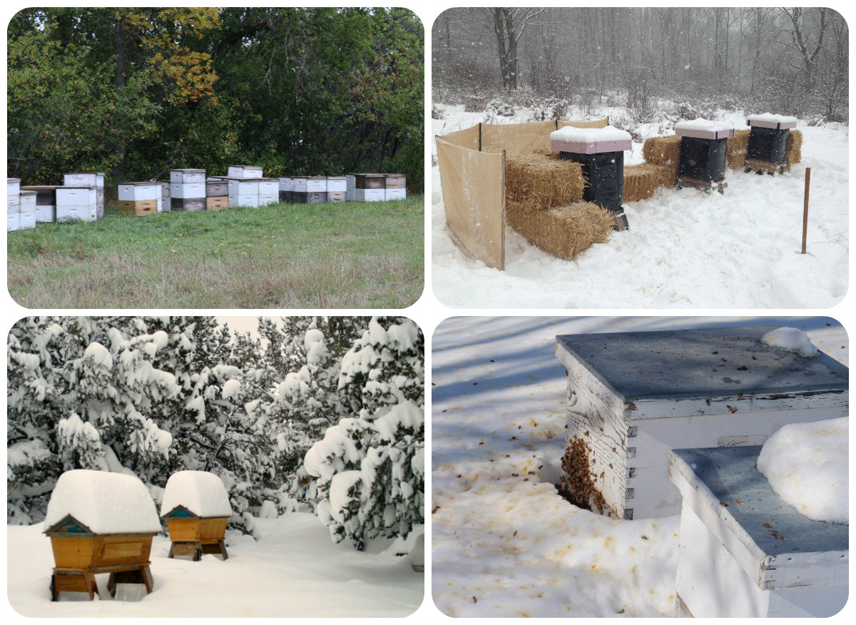 تشتية خلايا النحل,النحل,المناحل,تشتية النحل,النحل في الشتاء,ادارة المناحل,تربية النحل